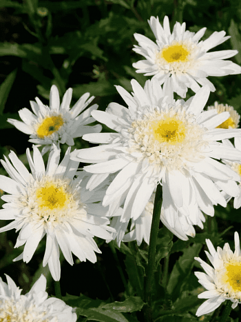 Нивяник наибольший Сhristine Hagemann