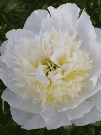 Пион Bridal Grace