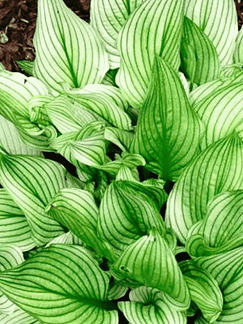 Хоста Zebra Stripes