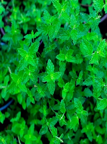 Мята Клубничная 