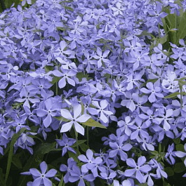 Флокс растопыренный Blue Perfume