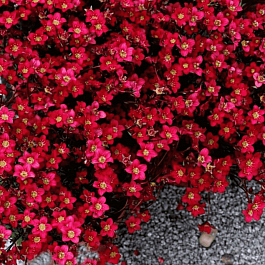 Камнеломка Арендса Saxony Red