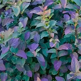 Спирея японская DOUBLE PLAY Blue Kazoo