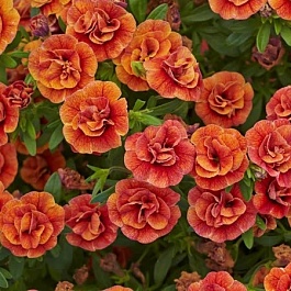 Калибрахоа Calita Double Orange