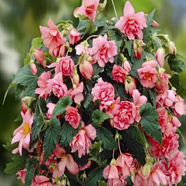 Бегония Pendula Scharlaken