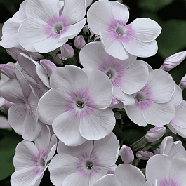 Флокс метельчатый Monica Lynden Bell