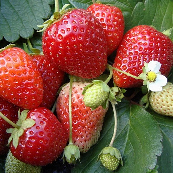 Земляника садовая Аромас