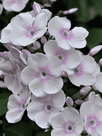 Флокс метельчатый Monica Lynden Bell