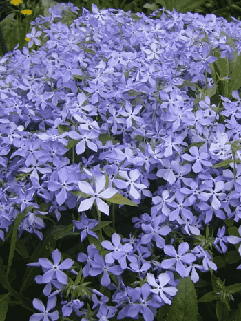 Флокс растопыренный Blue Perfume