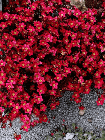 Камнеломка Арендса Saxony Red