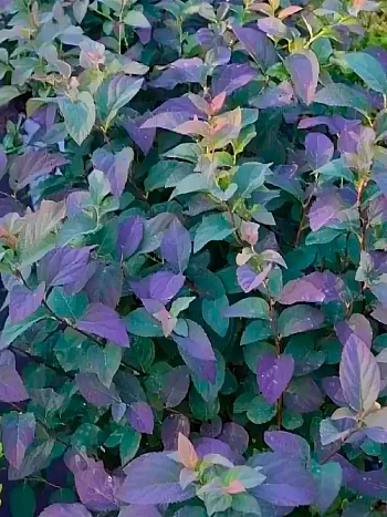 Спирея японская DOUBLE PLAY Blue Kazoo