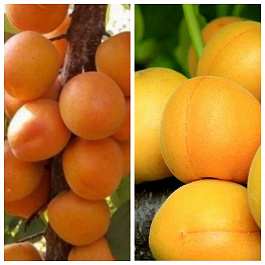 Дерево-сад (2-3х летка) абрикос 2 сорта Алеша-Царский