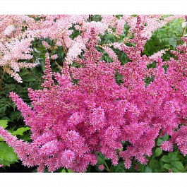 Астильба китайская Вижнс НАБОР 2ШТ (1+1)