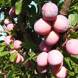 Слива Нарач