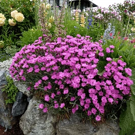 Гвоздика Перистая Dinetta Purple