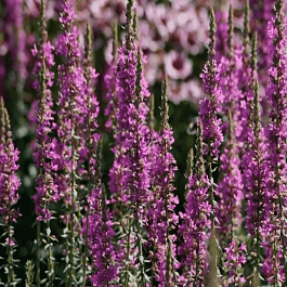 Дербенник иволистный Little Robert