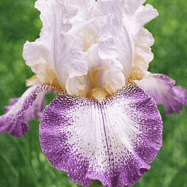 Ирис германский Lucky Locket