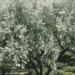 Лох узколистный