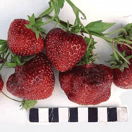 Земляника садовая Ред Гонтлет