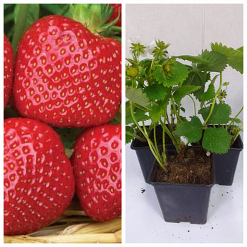 Земляника садовая Мальвина НАБОР 3ШТ