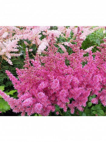 Астильба китайская Вижнс НАБОР 2ШТ (1+1)