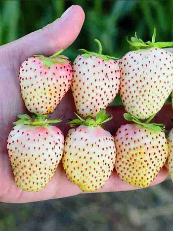 Земляника садовая Белый швед