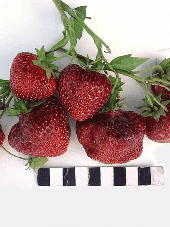 Земляника садовая Ред Гонтлет