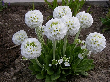 Примула (Первоцвет) мелкозубчатая Prom White