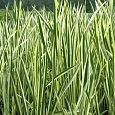 Аир болотный Variegatus
