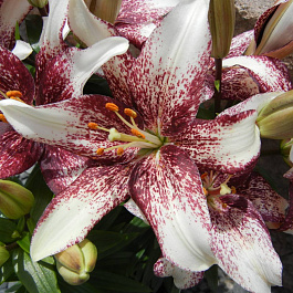 Лилия азиатская Танго Изи Спот НАБОР 2ШТ (2+2)