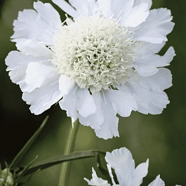 Скабиоза кавказская Perfecta Alba