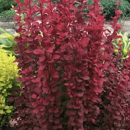 Барбарис Тунберга Red Rocket