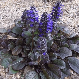 Живучка ползучая Atropurpurea