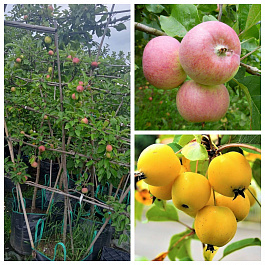 Яблоня пальметта на шпалере 5 лет+ Грушовка Московская-Китайка золотая ранняя Яблоня пальметта на шпалере 5 лет+ Грушовка Московская-Китайка золотая ранняя