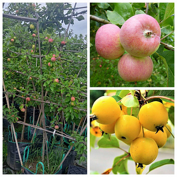 Яблоня пальметта на шпалере 5 лет+ Грушовка Московская-Китайка золотая ранняя