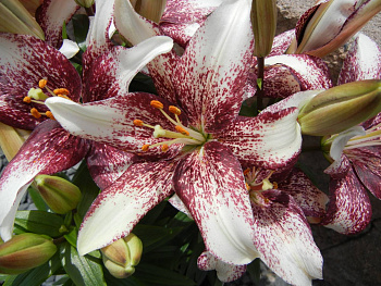 Лилия азиатская Танго Изи Спот НАБОР 2ШТ (2+2)