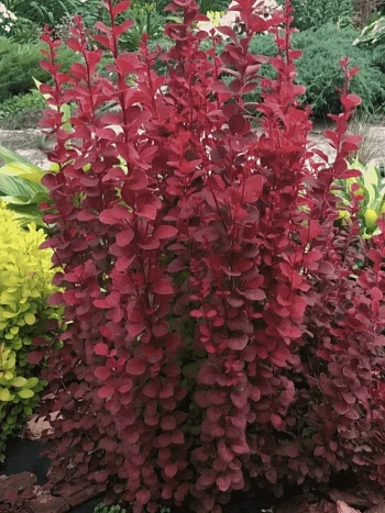 Барбарис Тунберга Red Rocket