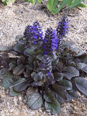 Живучка ползучая Atropurpurea