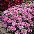 Вербена гибридная Pink Bicolour