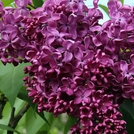 Сирень обыкновенная Анна Шиач