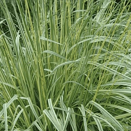 Молиния голубая Variegata