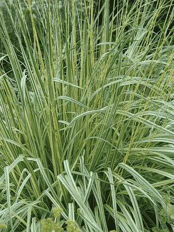 Молиния голубая Variegata