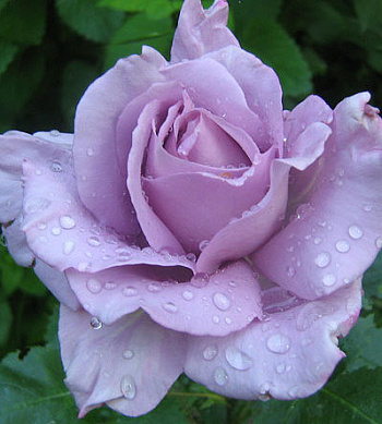 Роза чайно-гибридная Си-Си Роза чайно-гибридная Си-Си