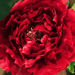 Пион древовидный Shining Black Gold