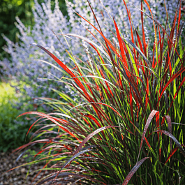 Просо прутьевидное Warrior