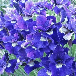 Ирис сибирский I See Stars