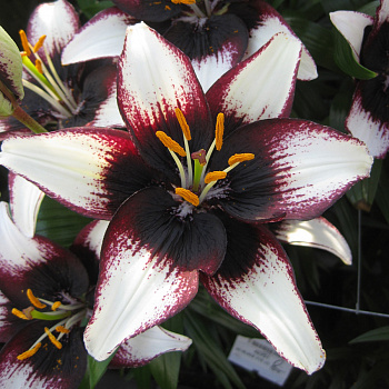 Лилия азиатская Танго Блэк Ай НАБОР 2ШТ (2+2)