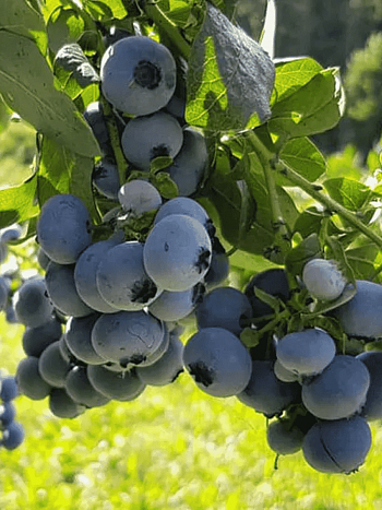 Голубика высокорослая Nelson