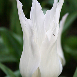 Тюльпан лилиецветный Уайт Триумфатор