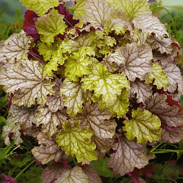 Гейхера World Caffe Amaretto